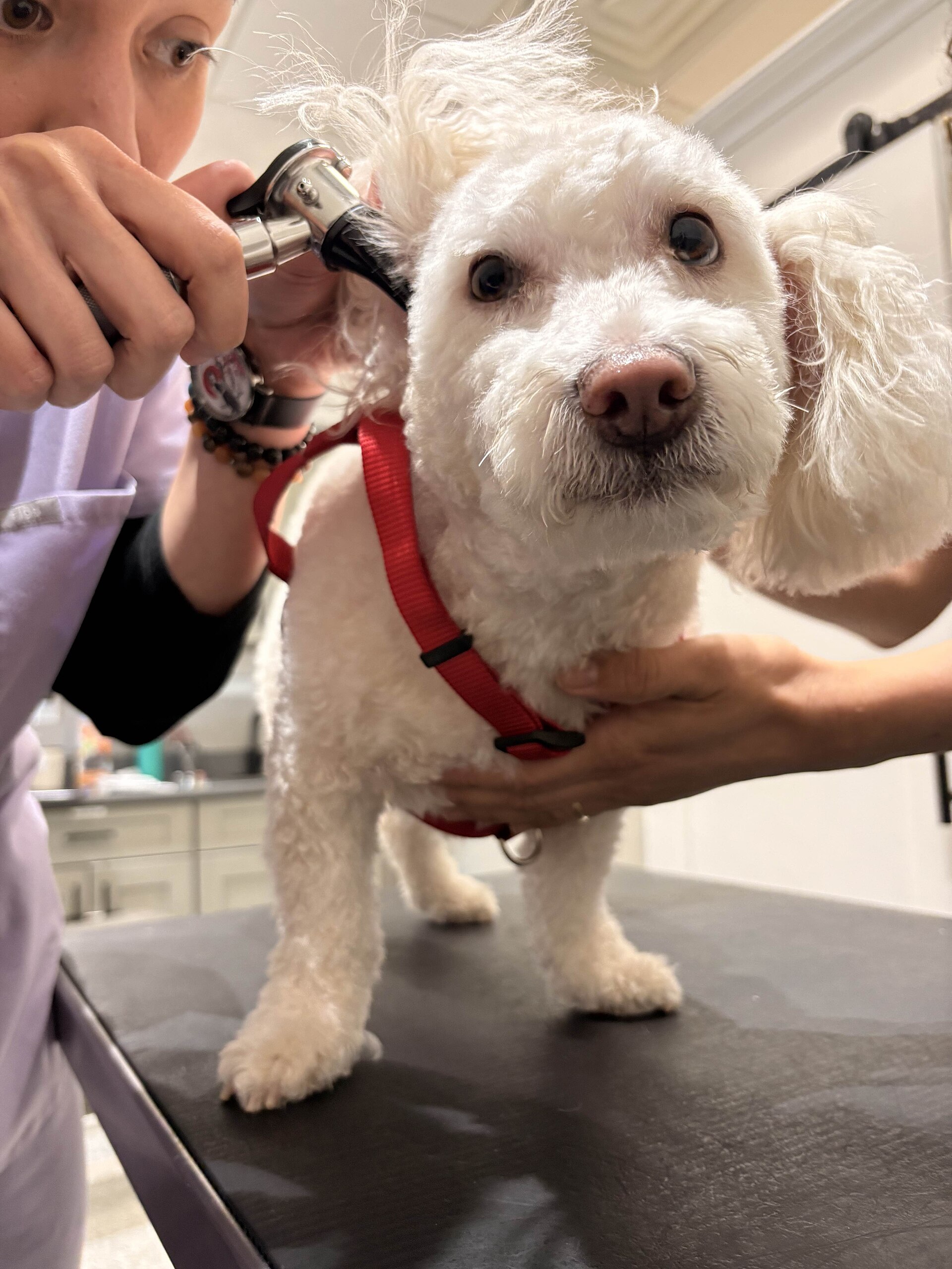 Veterinária examinando o ouvido de um cachorro branco com otoscópio