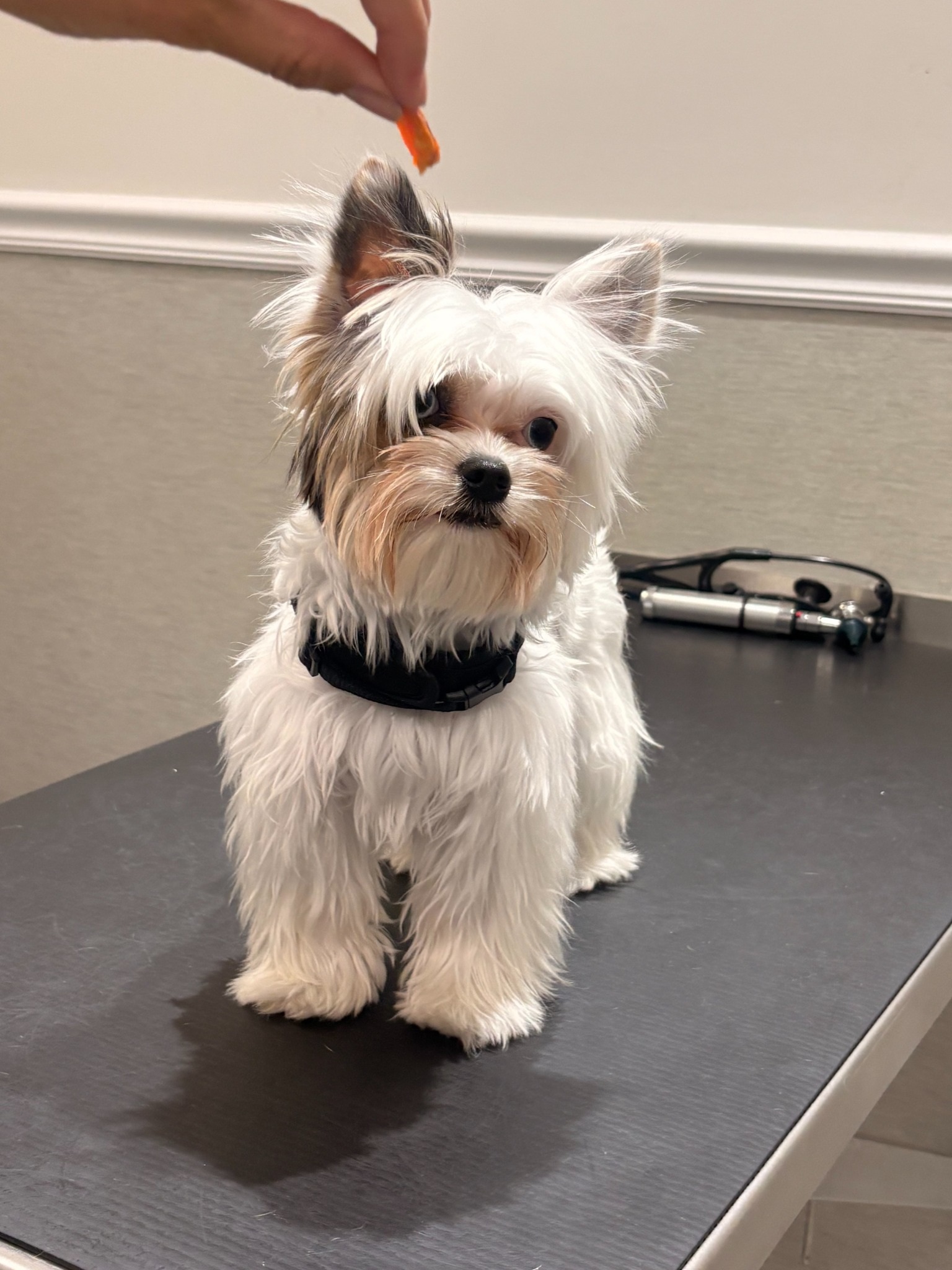 Cachorro pequeno e branco na mesa de exame, olhando para um petisco na mão de uma pessoa
