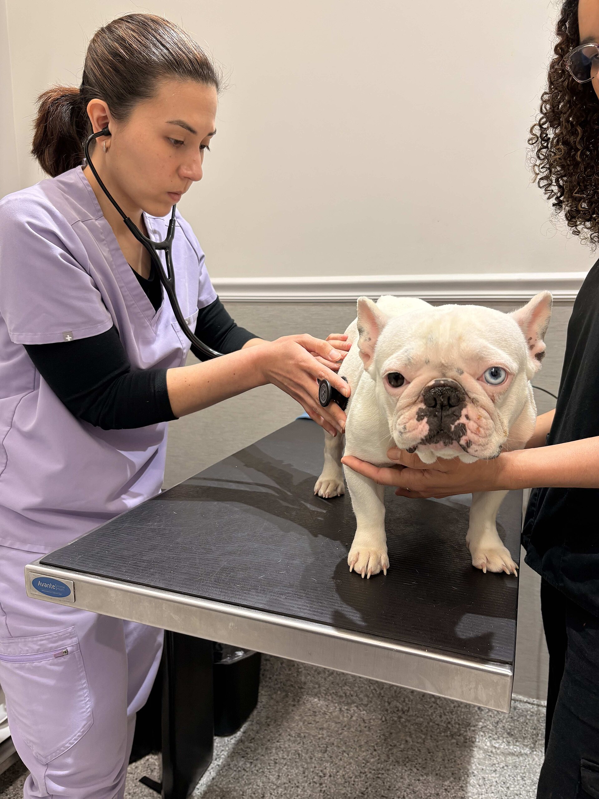 Veterinária examinando com estetoscópio um buldogue francês branco sobre a mesa